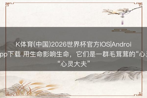 K体育(中国)2026世界杯官方IOS|Android手机app下载 用生命影响生命，它们是一群毛茸茸的“心灵大夫”
